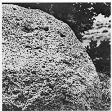 六連島の雲母玄武岩 関連画像001